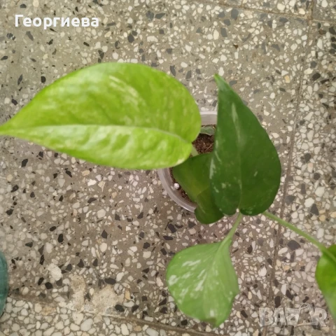 разменям, снимка 5 - Стайни растения - 51295902