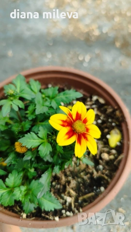 Три различни сорта Биденс!!, снимка 14 - Градински цветя и растения - 54284476
