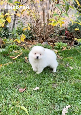 Померан момиче със втора ваксина. Померанче, снимка 3 - Померан - 52633593