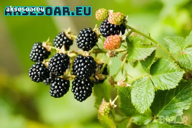 Висококачествени нови семена от хранителна Къпина без бодли Rubus rusticanus 50+ семена антиоксидант, снимка 14 - Сортови семена и луковици - 49257573