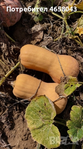 Тикви от производител, снимка 3 - Домашни продукти - 52505268