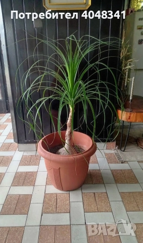 Нолина слонски крак