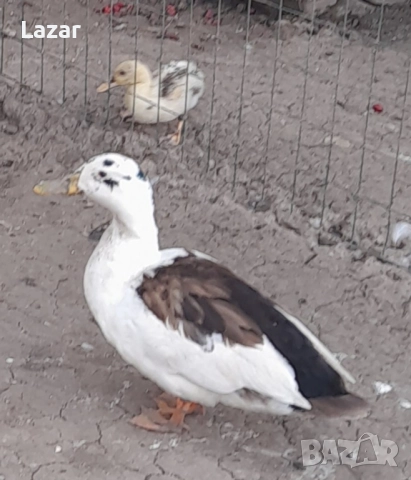 Яйца от различни видове водоплаващи, снимка 4 - други­ - 51573552