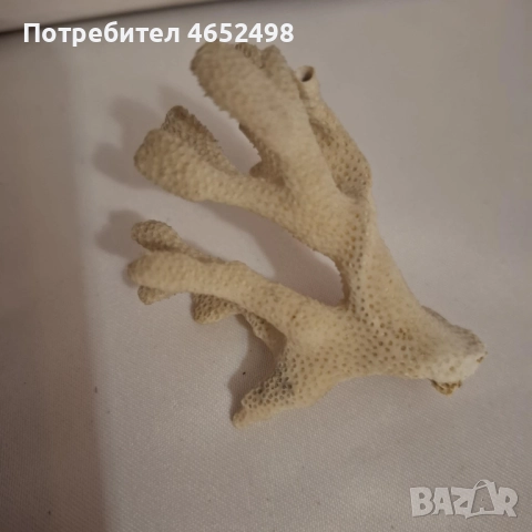 Естествен Морски Корал