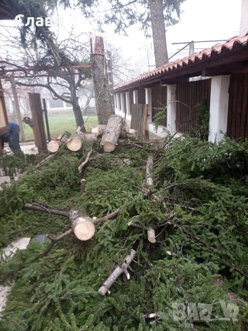 Рязане и кастрене на опасни дървета, снимка 3 - Други почистващи услуги - 53287760