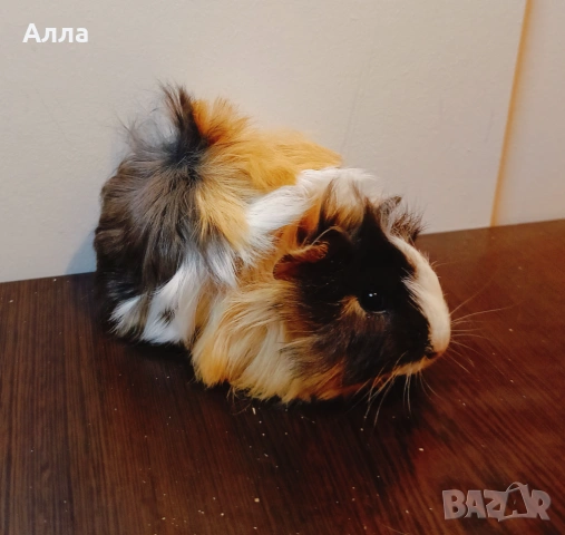 Морски свинчета , снимка 5 - Морски свинчета - 53565264