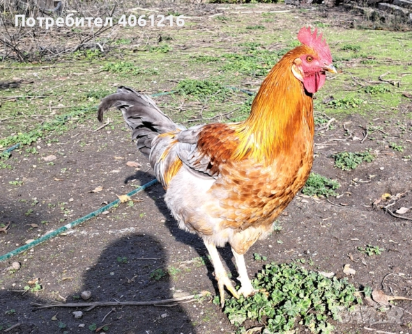 Петли и кокошки Пловдив , снимка 7 - други­ - 52627686