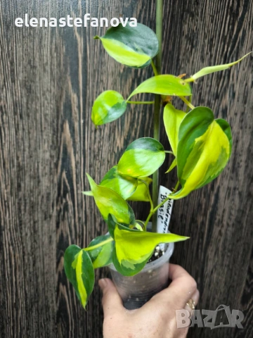 Филодендрон, вариегатен "Brasil"