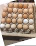 Домашни яйца , снимка 1 - Домашни продукти - 45741435