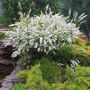 Спирея Юнска Булка, Spiraea nipponica June Bride, снимка 1 - Градински цветя и растения - 45389828