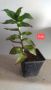 Ароматна Кализия - лечебно растение , снимка 2