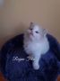 Чистокръвни Рагдол котки / Ragdoll cats с родословие, снимка 5