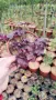  Хойхера Дворцово лилаво, Heuchera "Palace Purple"!!, снимка 12