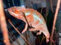 Леопарадов хамелеон, panther chameleon (furcifer pardalis) nosy be, снимка 4