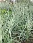 Декоративна трева Фаларис, снимка 1 - Градински цветя и растения - 46008192