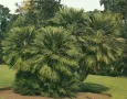 Палма Хамеропс, Chamaerops humilis Цена 60лв, снимка 3