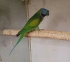 Китайски александър(Psittacula derbiana), снимка 1