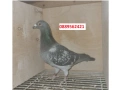 Спортни гълъби, снимка 4