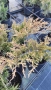 Хвойна Старо Злато, Juniperus Old Gold, вечнозелен и студоустойчив, снимка 10