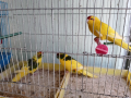 2 Мъжки Папагали Какарики -  Перник , снимка 1