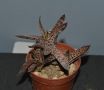 Двуцветна гастерия (Gasteria bicolor var. liliputana), снимка 1