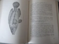 Книга "Рибите в Черно море - Колектив" - 248 стр., снимка 5