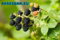 Висококачествени нови семена от хранителна Къпина без бодли Rubus rusticanus 50+ семена антиоксидант, снимка 14