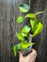 Филодендрон, вариегатен "Brasil", снимка 1
