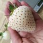 100 семена от плод бяла ягода органични плодови ягодови семена от вкусни ягоди отлични плодове с мно, снимка 11