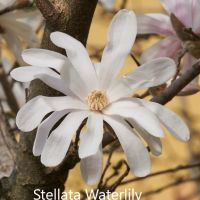 Магнолия - Magnolia НАЛИЧНИ 14 ВИДА Студоустoйчиви, снимка 12 - Градински цветя и растения - 28046229