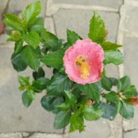 китайска роза , снимка 1 - Стайни растения - 45778653