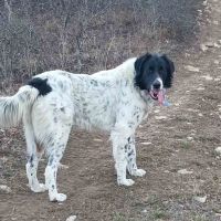 Подарявам българско овчарско куче, снимка 1 - Каракачанска овчарка - 45593612