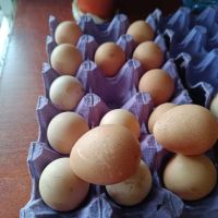 яйца от Токачка , снимка 4 - други­ - 45417429