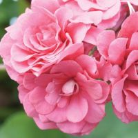 P.Pink Sybil, снимка 1 - Стайни растения - 45508686
