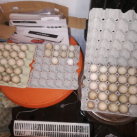 Продавам оплодени яйца от неми патици (юрдечки), снимка 3 - други­ - 45060323