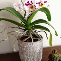 красива орхидея, снимка 1 - Стайни растения - 45453166