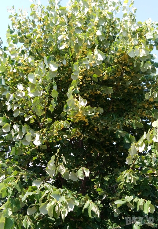 Цвят липа, изсушен, снимка 1