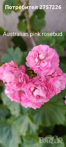 Australian Pink Rosebud , снимка 1