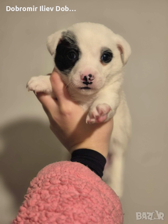 Продавам малки кученца, снимка 1