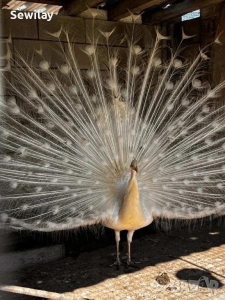 Паун мъжки бял, снимка 1