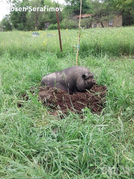 Прасета Прасенца, снимка 1