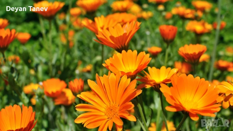 Разсад Невен 1 , лев/брой ., снимка 1