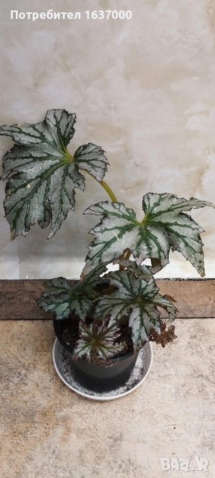 Бегония Maia , снимка 1