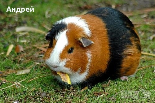 Морски свинчета , снимка 1