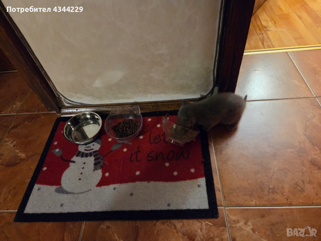 Продавам Британски  сиви късокосмести котенца, снимка 1