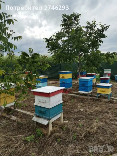 продавам пчелни кошери , снимка 1