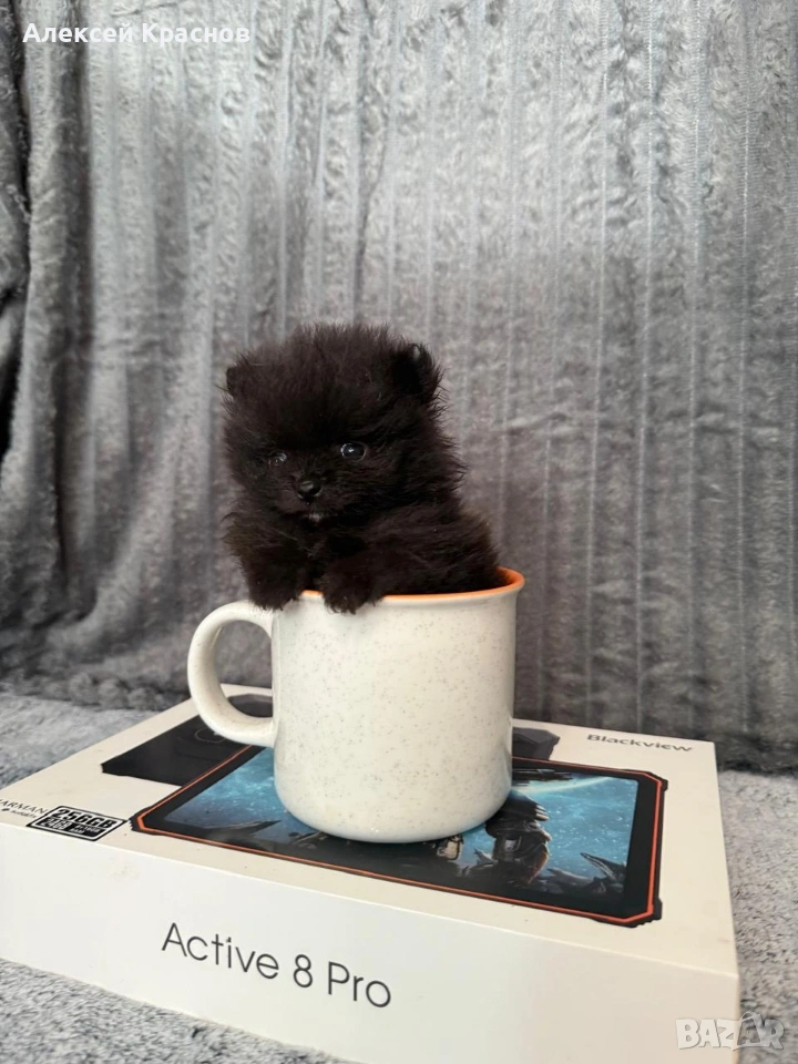 микро померан, снимка 1