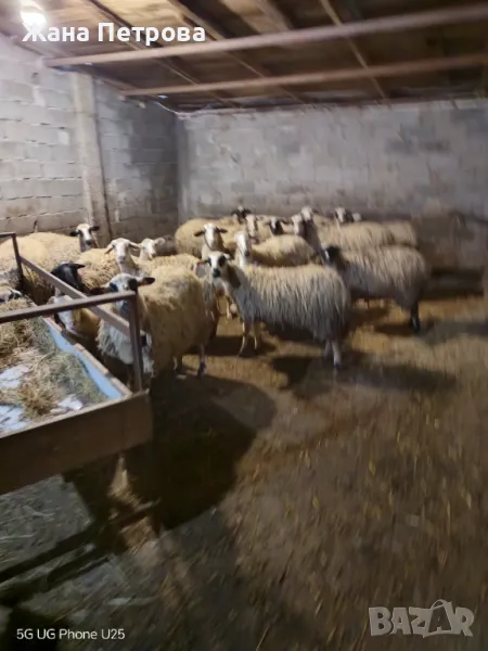 Овце-порода ХИУС, снимка 1