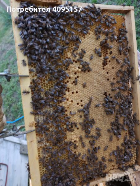 Пчелни отводки и семейства, снимка 1
