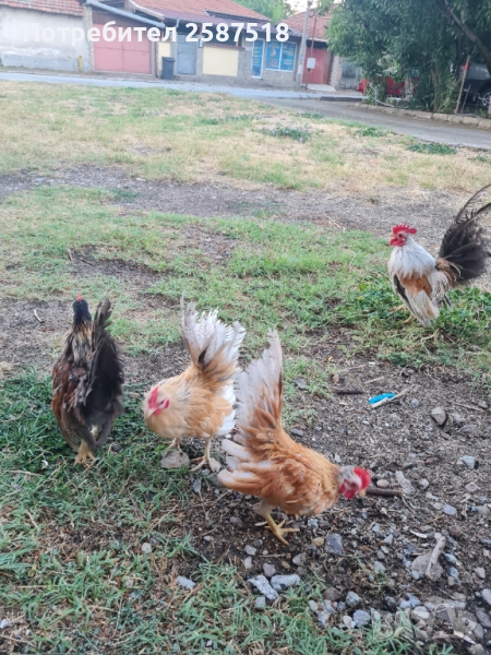 Свободни петлета Серами, снимка 1